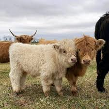 Mini Cow Health Issues