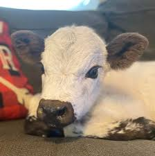 Mini highland cow uses