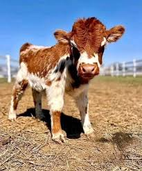 Miniature cow personality