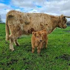 Breeding mini highland cows