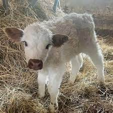 Miniature cow breeding tips