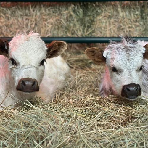 476863376_615397318111679_3459099134125624306_n