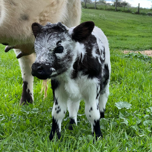 480699879_598207473184427_3919647407931041614_n