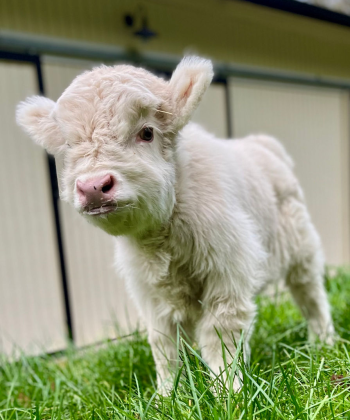 baby highland cow for sale